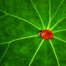 lady bug source image